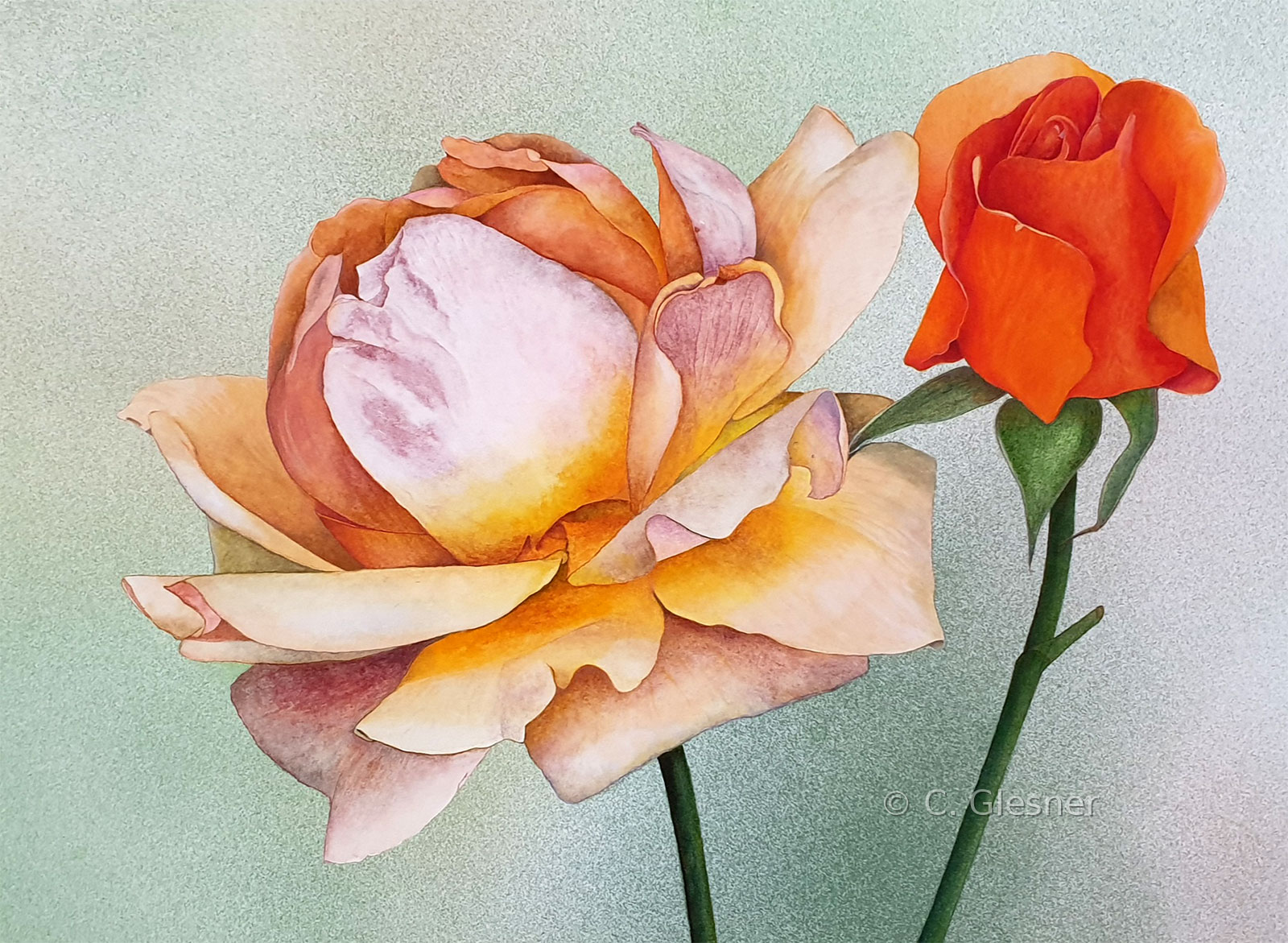 Helle Rose mit orangener Knospe, Aquarell