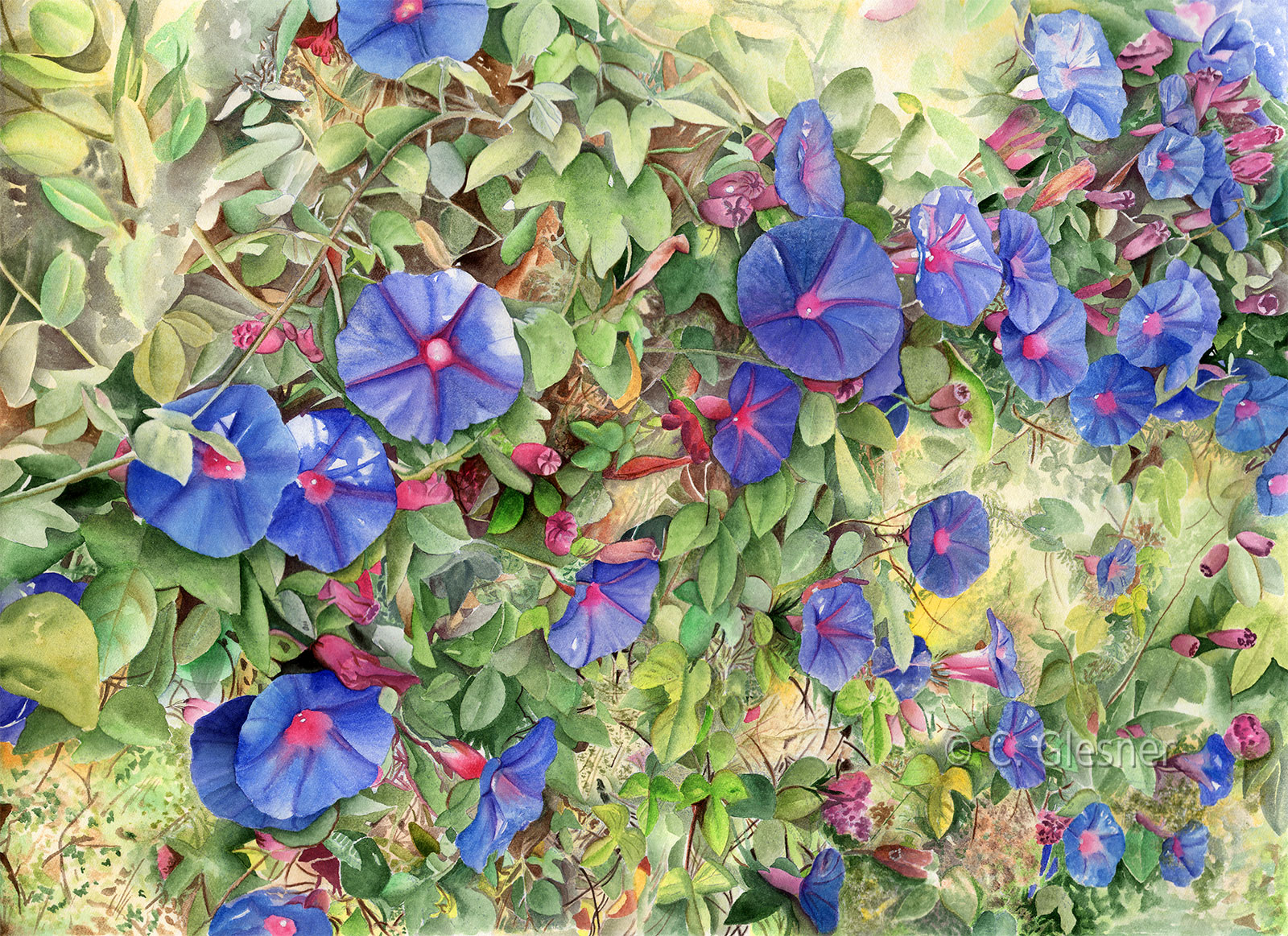 Prunkwinden, blau-violett, Aquarell