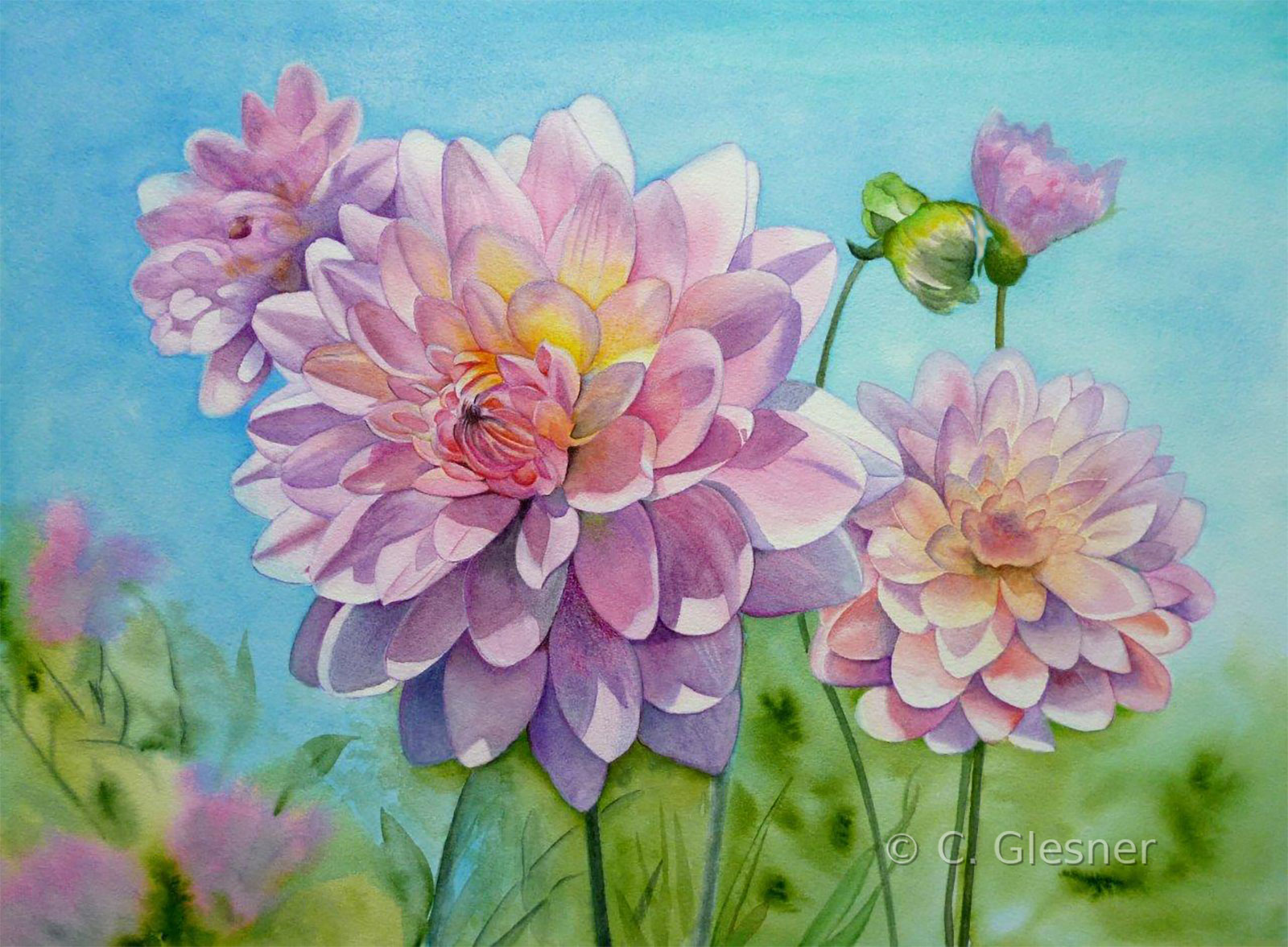 Rosa Dahlien, sonniger Tag, Aquarell