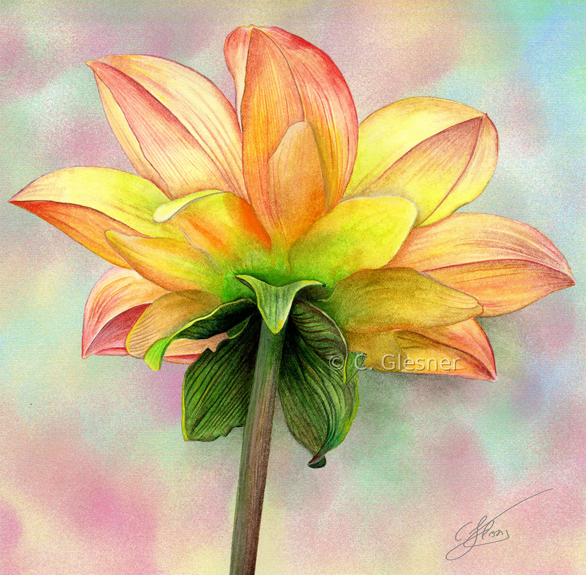 Dahlie, gelb-orange, Rückseite, Aquarell