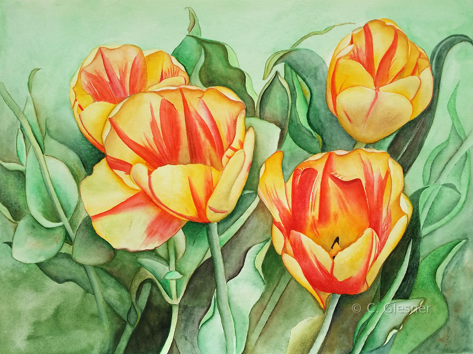 Tulpen, gelb-gestreift, Aquarell