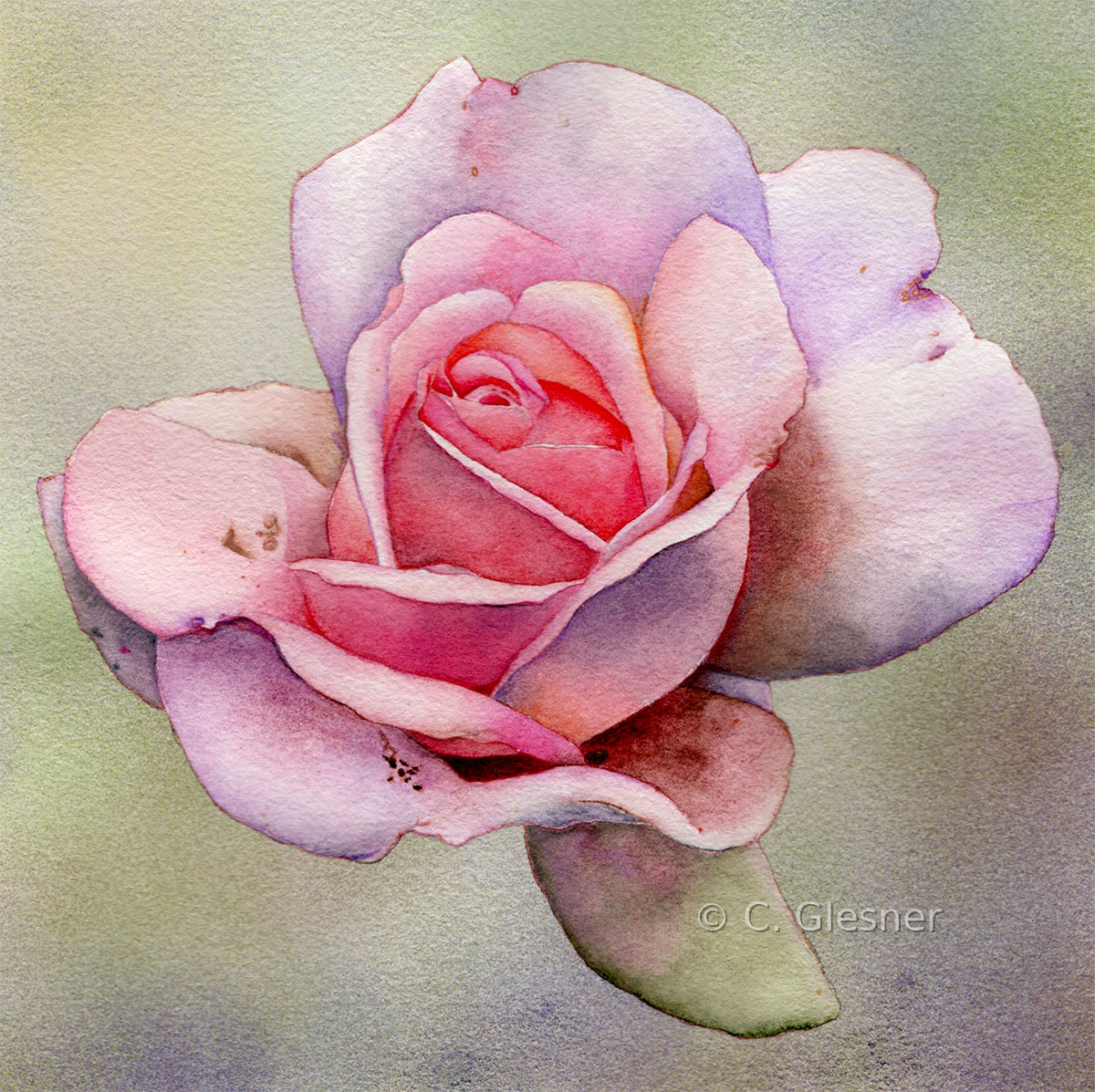 Hellrosa Rose ohne Laub, Aquarell