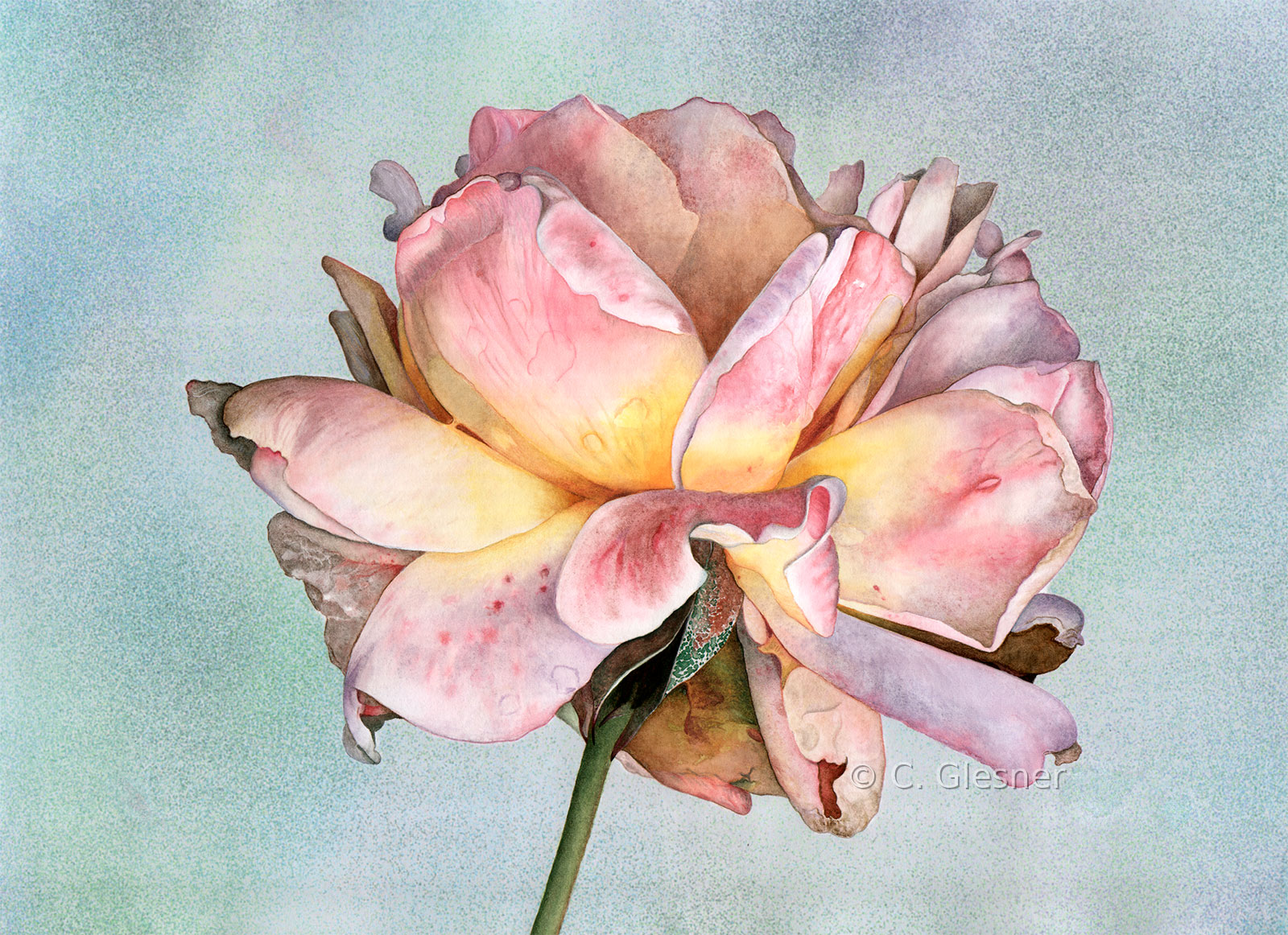 Helle Rose, bläuliche Variante, Aquarell