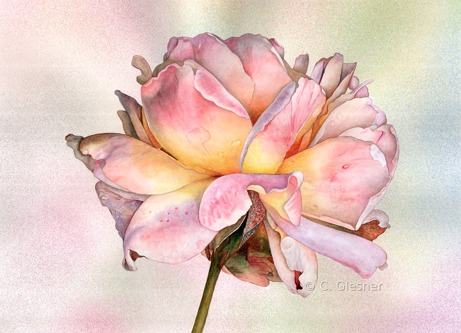 Helle Rose, rosa Variante, Aquarell