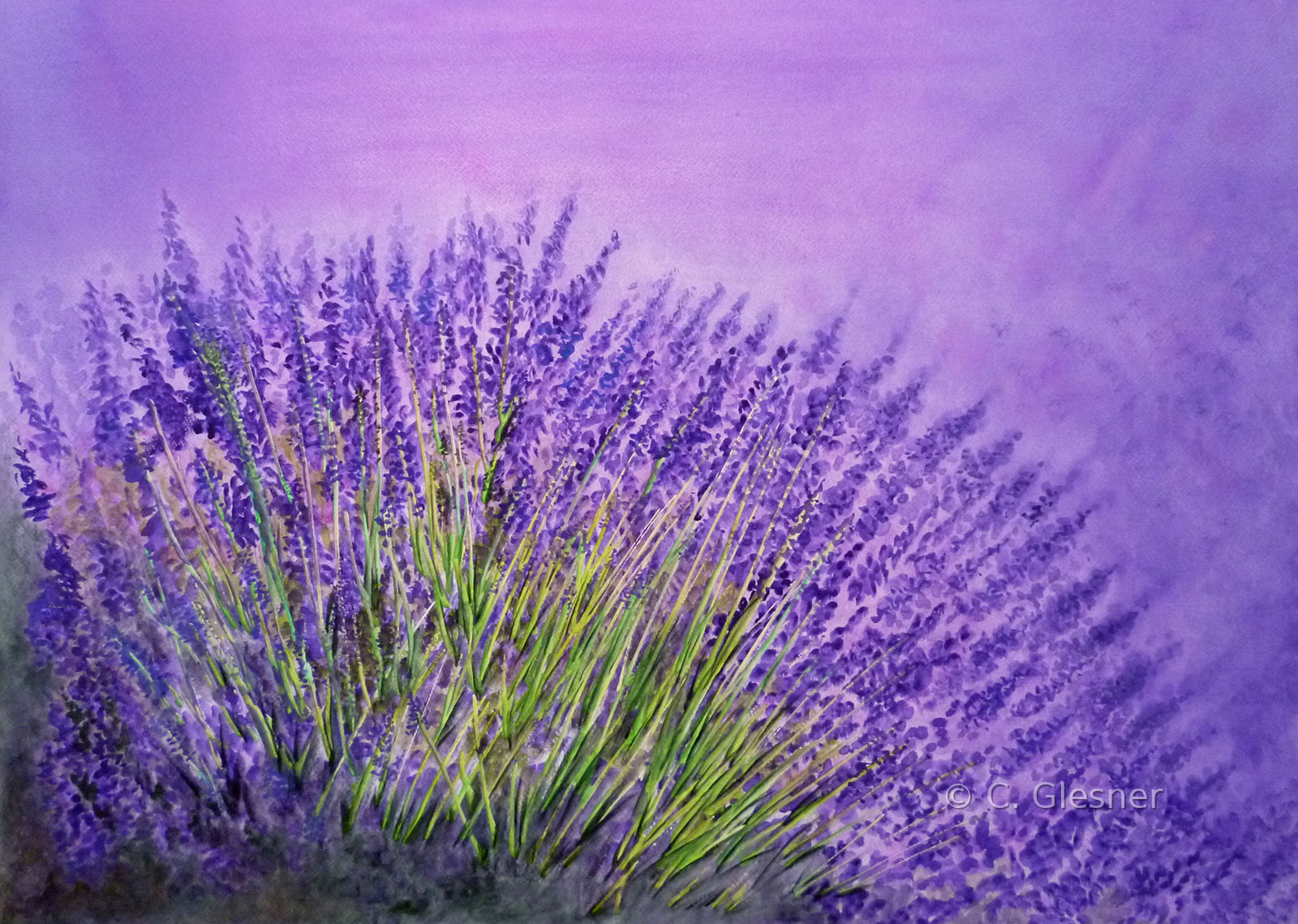 Lavendel, Aquarell