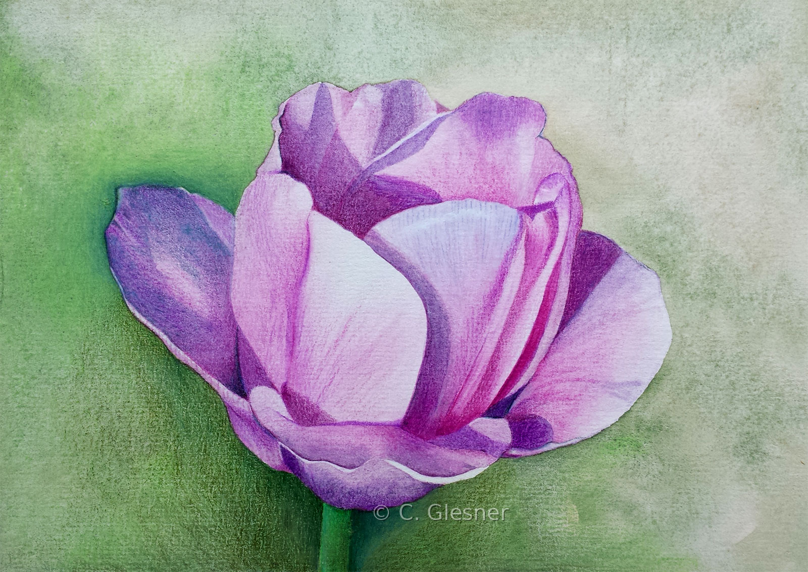 Lila Tulpe mit Polychromos, Farbstift-Zeichnung