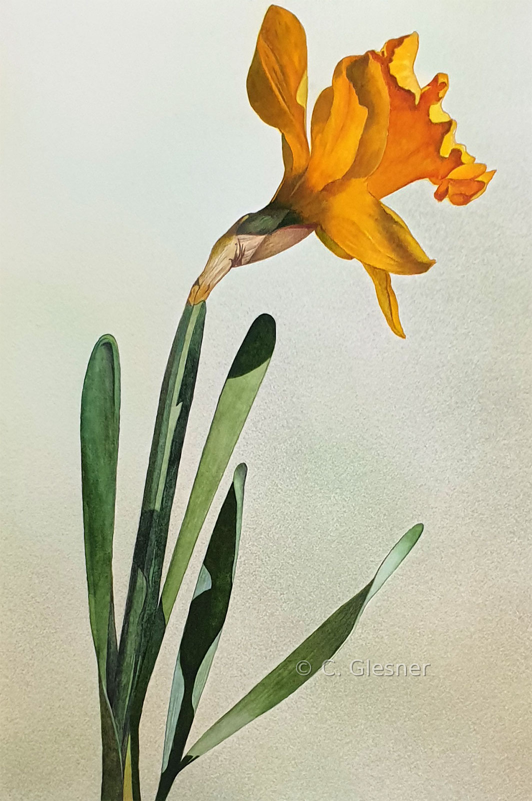 Narzisse 1, Aquarell