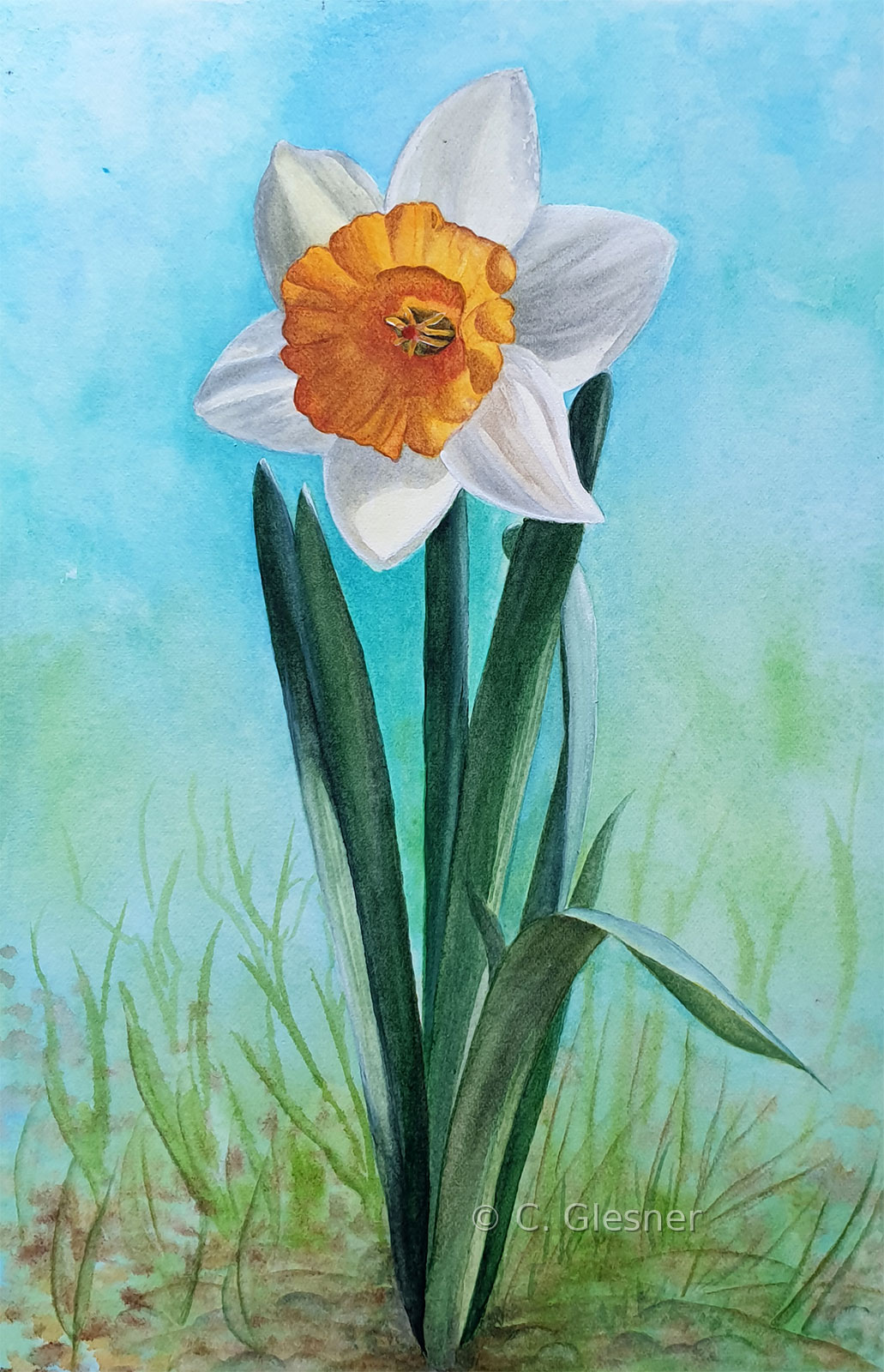Narzisse, weiss mit orangefarbener Trompete, Aquarell