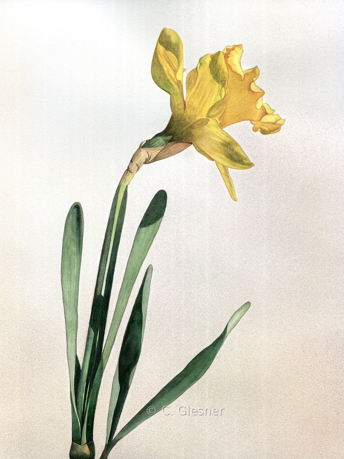 Narzisse 2, Aquarell