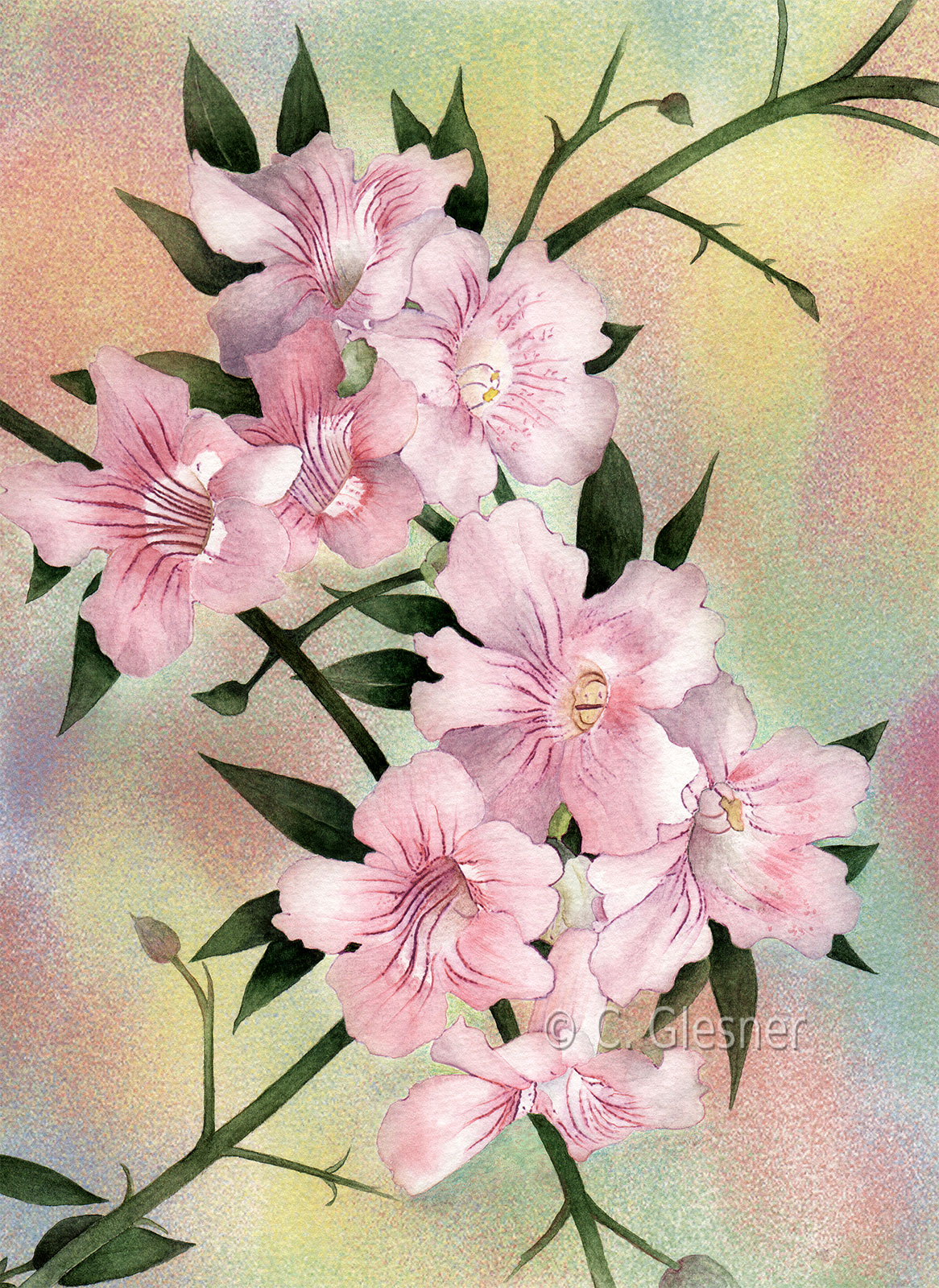 Rosa Trompetenwein, Aquarell