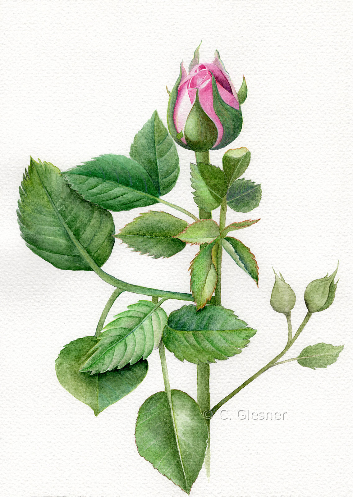 Rosa Rosenknospe, Aquarell