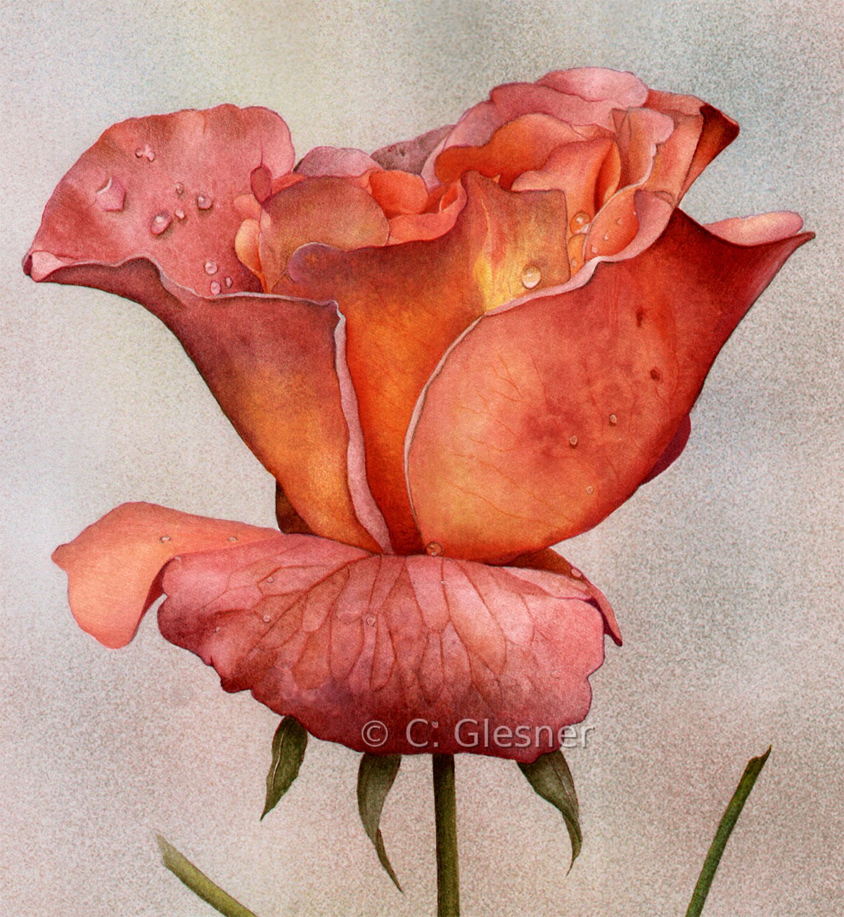 Rose Portrait rosarot, Aquarell