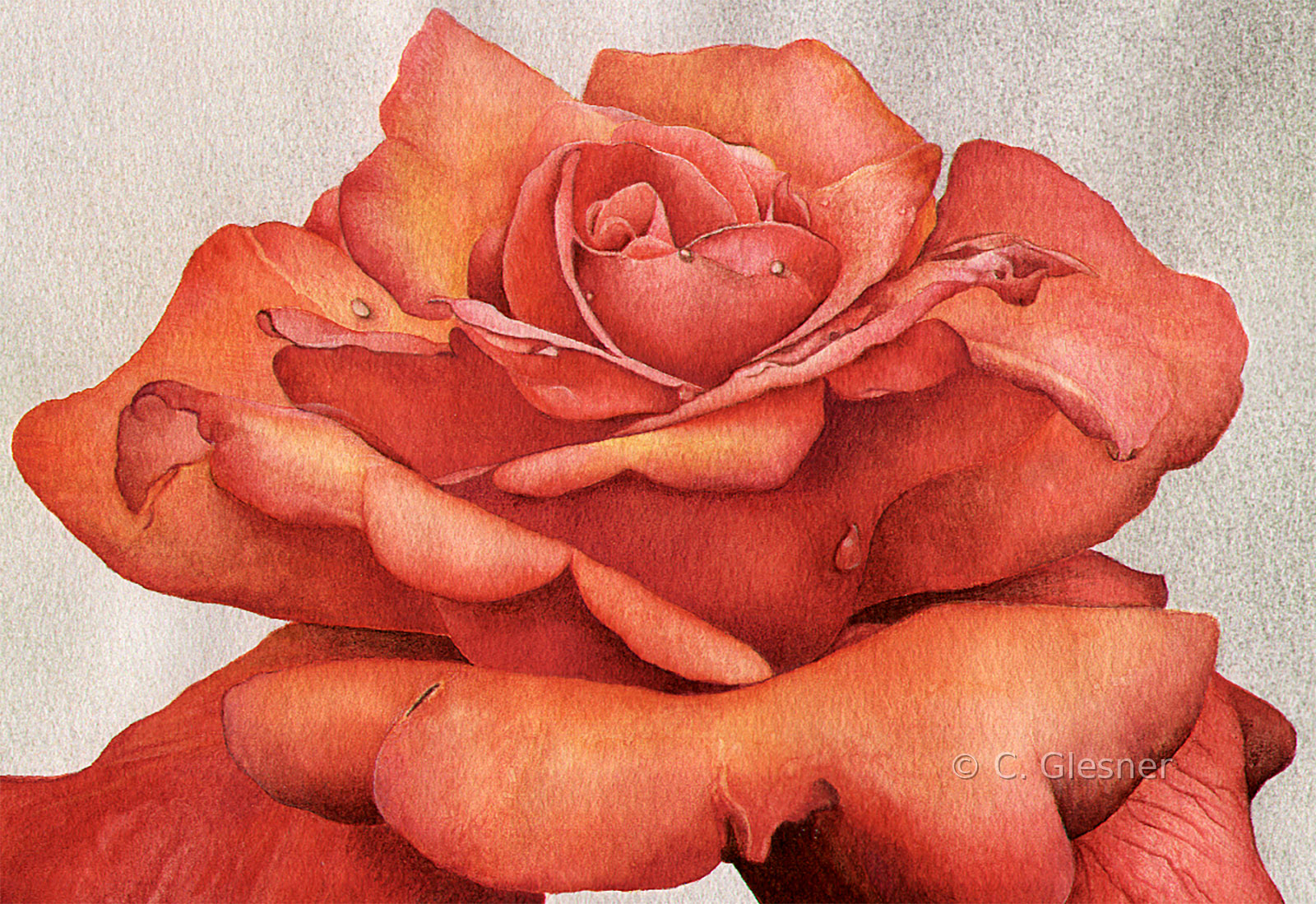 Rose Portrait rot, Aquarell