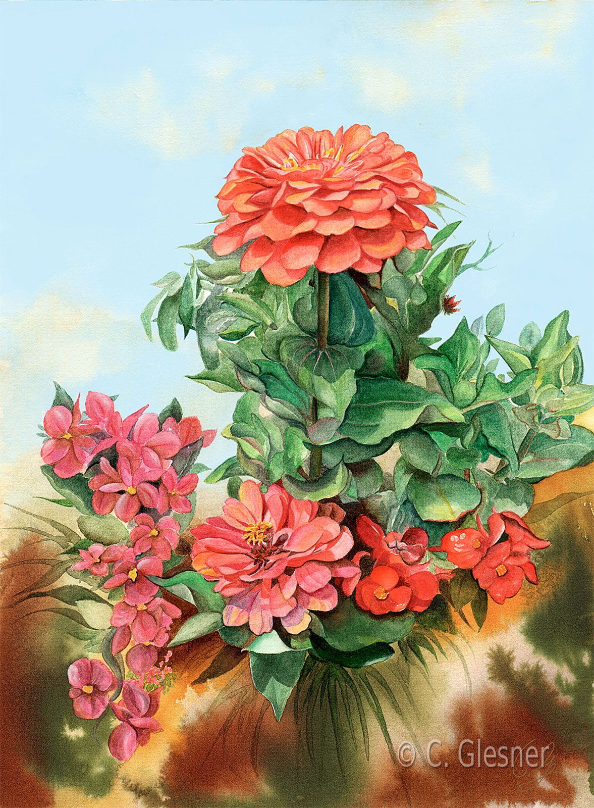 Zinnien, orange-rot, Aquarell