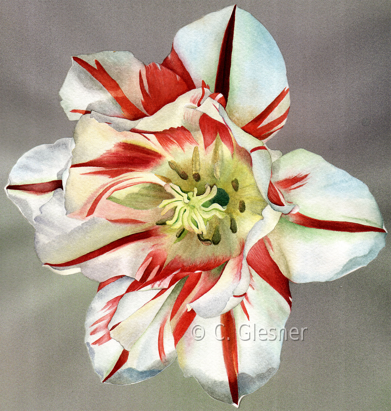 Tulpe, weiß-rot gestreift, Aquarell