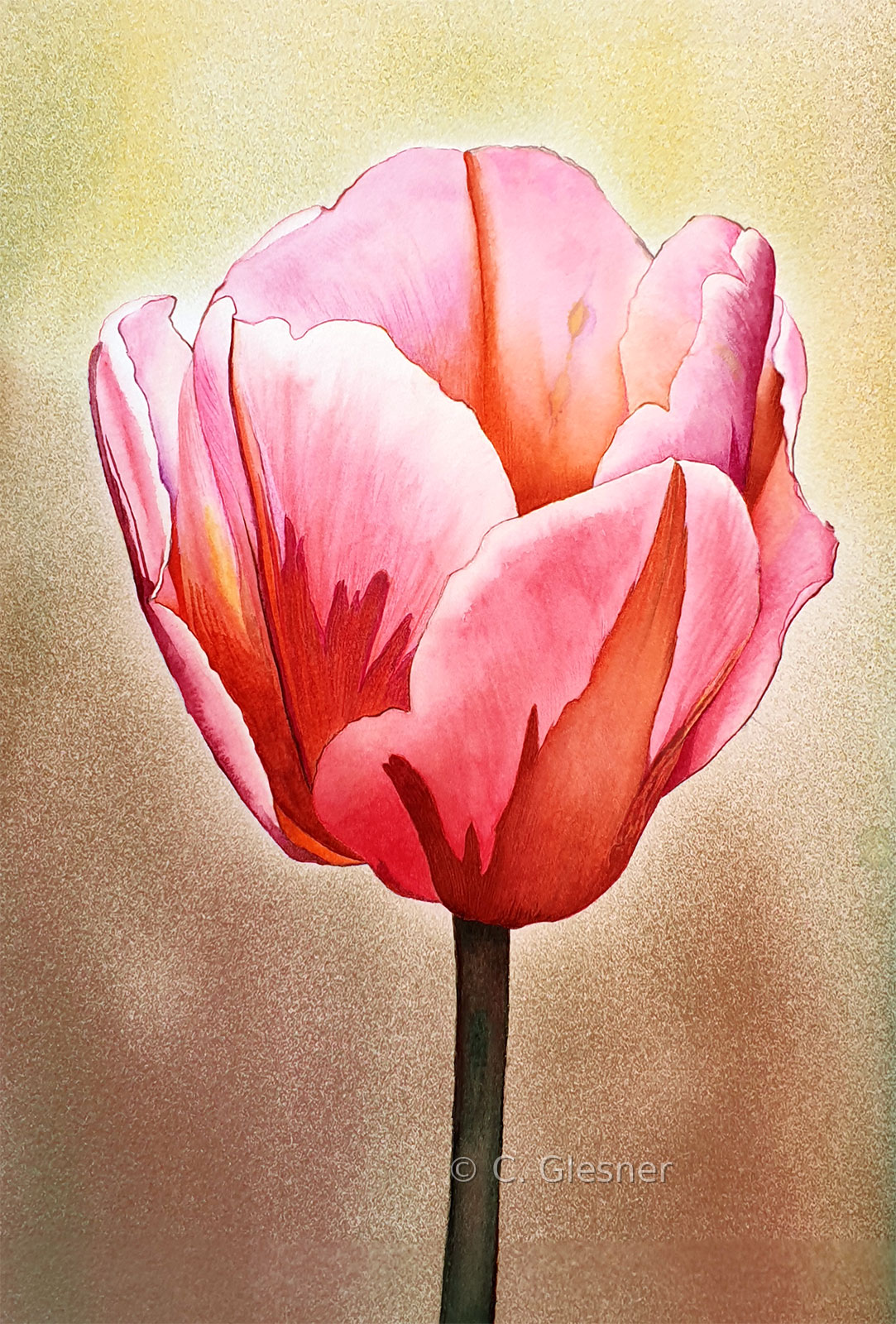 Tulpe, rosarot gestreift, Aquarell