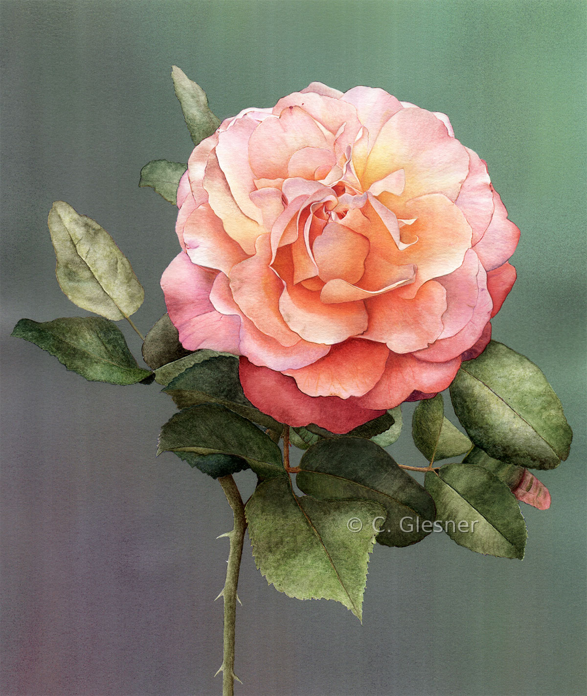 Volle Rose hell, Aquarell