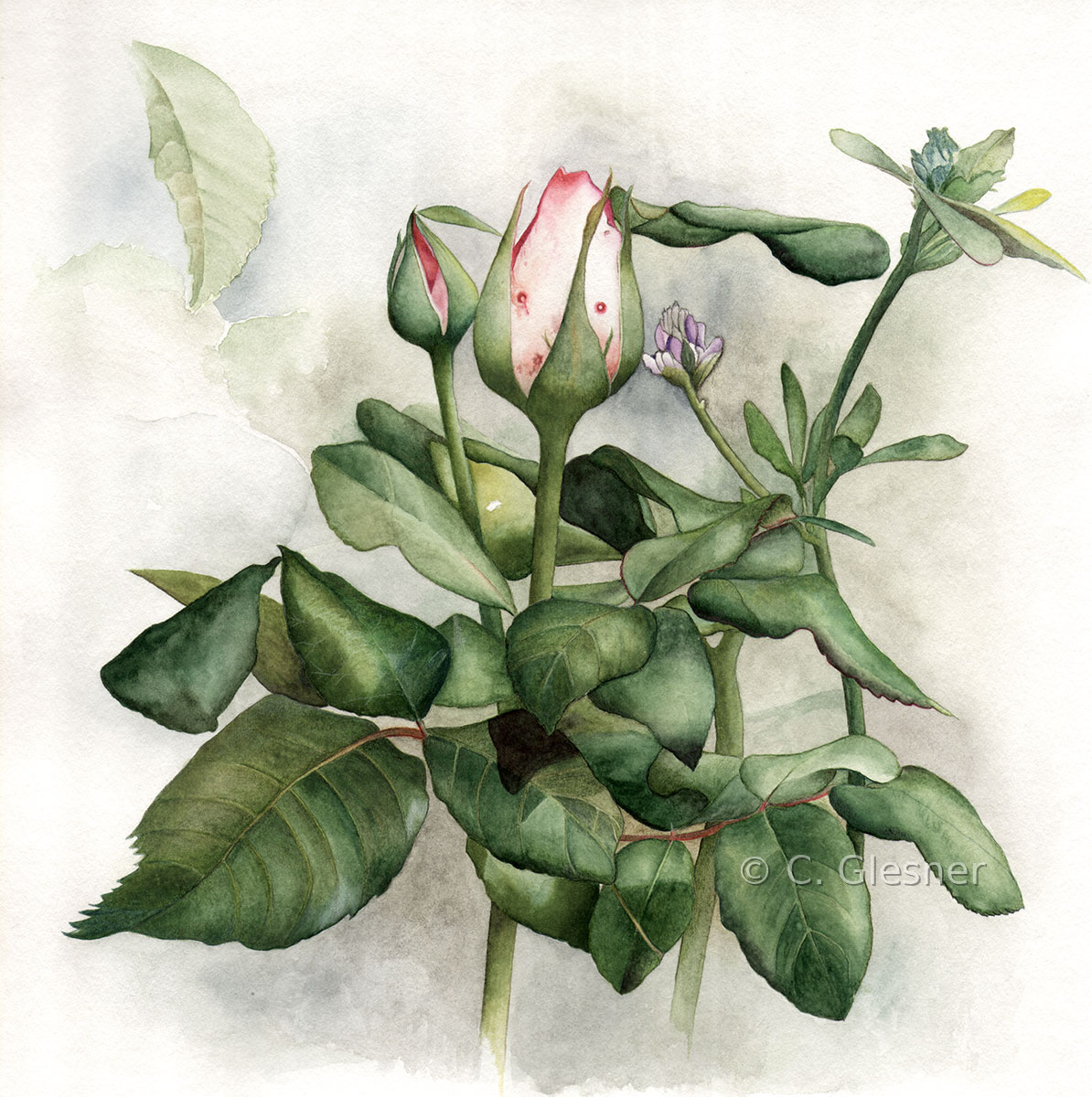 Weisse Rosenknospe, Aquarell