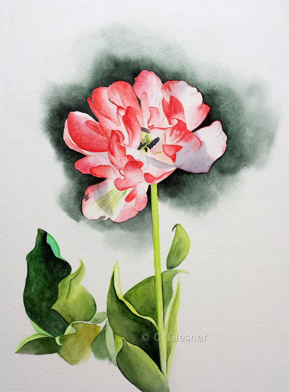 Tulpe, weissrot, Aquarell