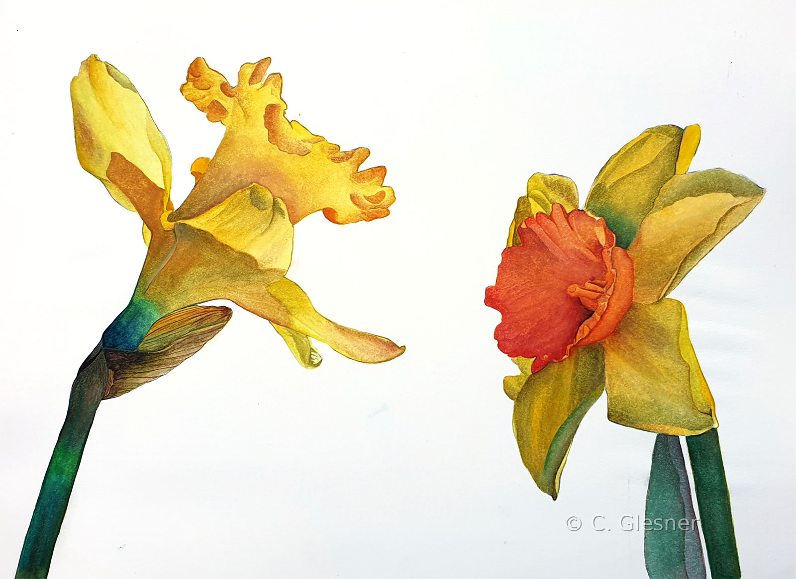 Narzissen, gelb mit orangefarbener Trompete, Aquarell
